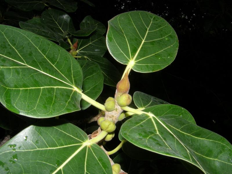 Ficus Benghalensis